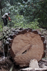 Aprovechamiento forestal en Agua Bendita, Amanalco. (Foto: Eugenio Fernández Vázquez)