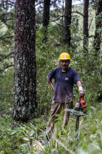 Trabajador en el aprovechamiento forestal, Amanalco. (Foto:Eugenio Fernández Vázquez)